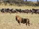 Serengeti National Park (Tanzania)